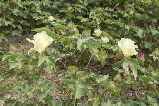 Cotton flower, cotton plant, cotton bud