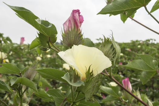 Cotton flower, cotton plant, cotton bud