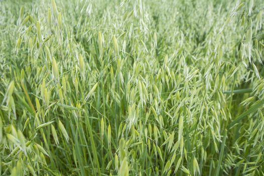 Avena green field