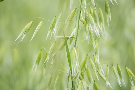 Avena green field