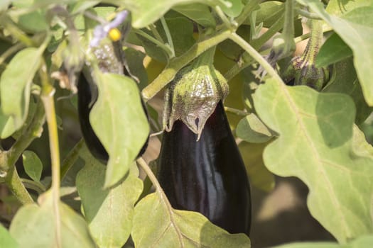 Eggplant growing, aubergine
