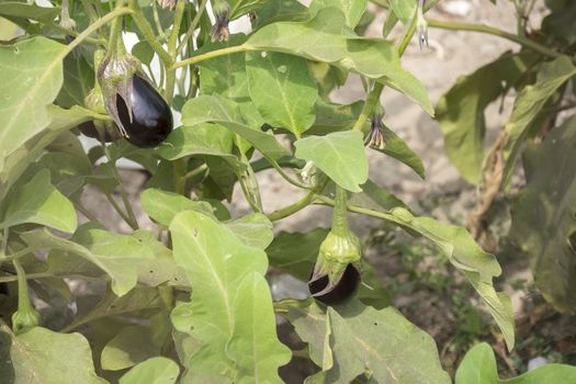 Eggplant growing, aubergine