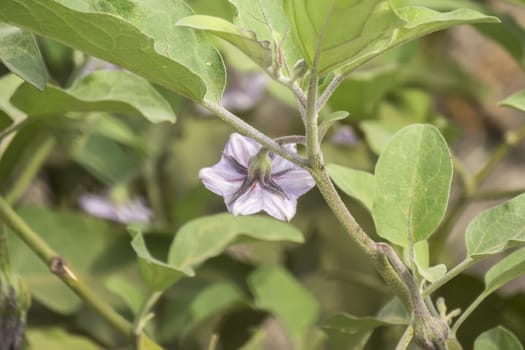 Eggplant flower, aubergine