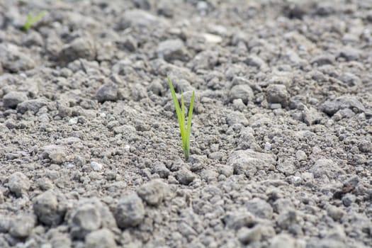 Tender sprout  in the ground