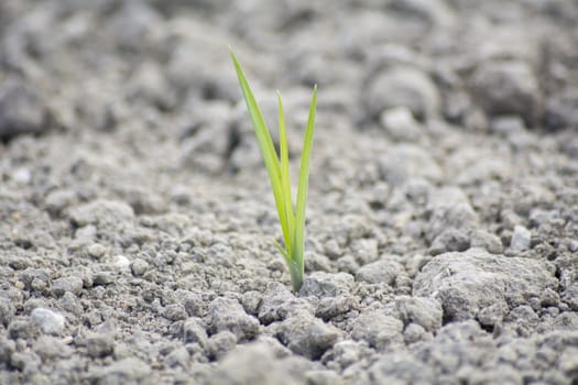 Tender sprout  in the ground