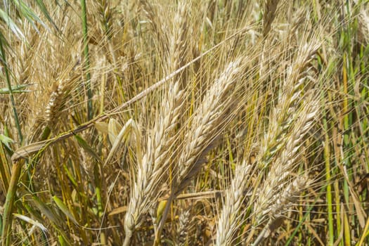 Closeup of ripe wheat ears, mature crop