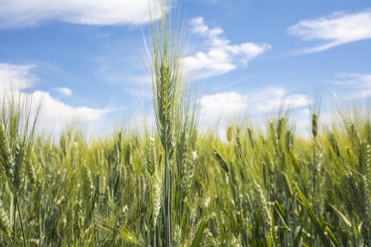 Closeup unripe wheat ears. Blue Sky in the background.