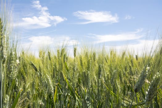 Closeup unripe wheat ears. Blue Sky in the background.