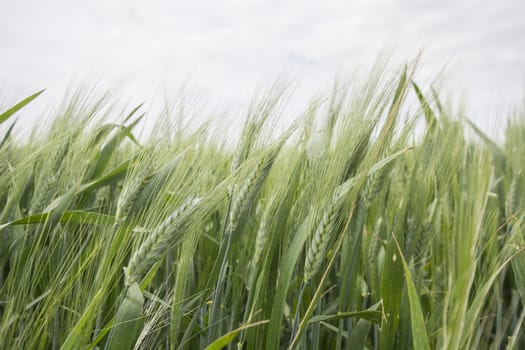 Spikes of green wheat in spring