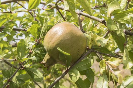 Unripe pomegranate in the tree