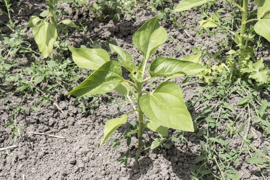 Sunflower plant growing