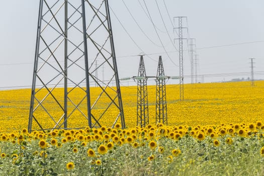 High voltage towers in sunflower field