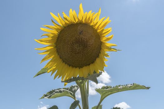 Sunflower in the sun