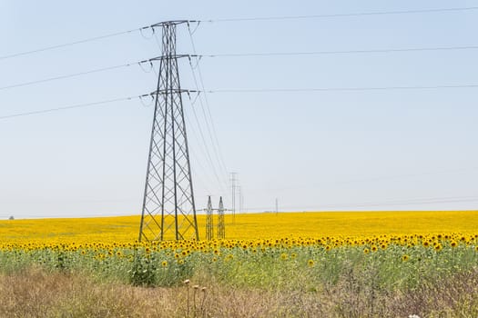 High voltage towers in sunflower field