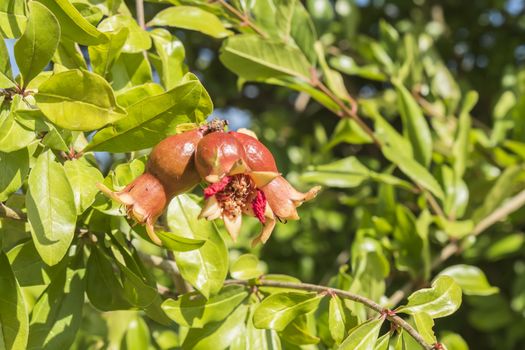 Pomegranate flower