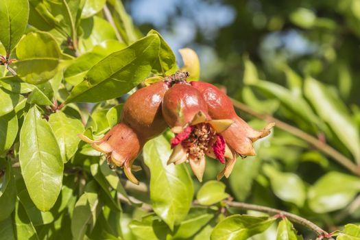 Pomegranate flower