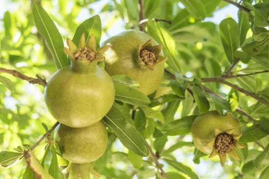 Pomegranateon the tree