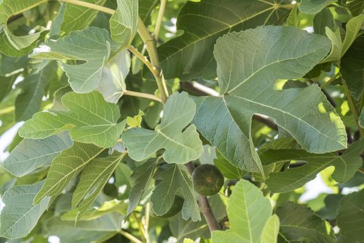 Fig tree, leafs, unripe figs