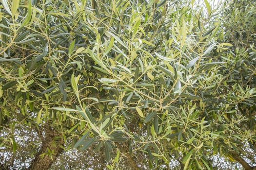 Olive tree leaves