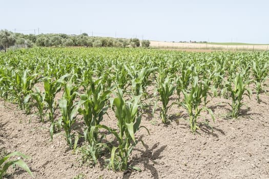 Corn crop growing