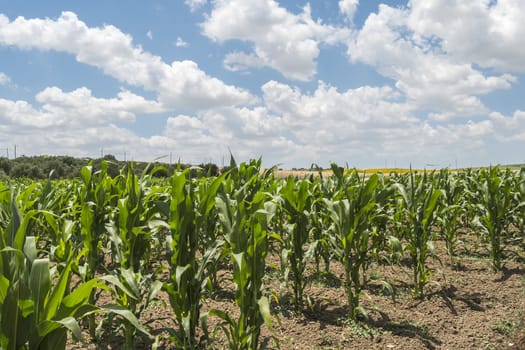 Corn crop growing