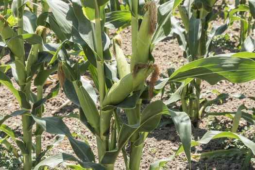 Corn field with unripe cobs in the stalk