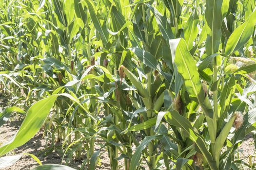 Corn field with unripe cobs in the stalk