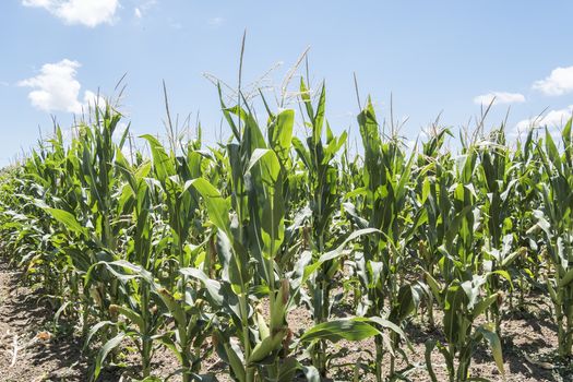 Corn field with unripe cobs in the stalk