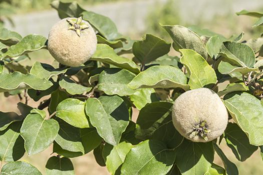 Unripe quince on the tree