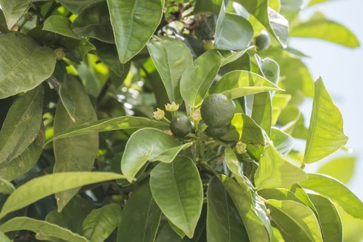 Unripe oranges growing on the tree