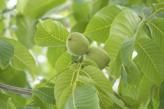 Unripe nuts on the tree