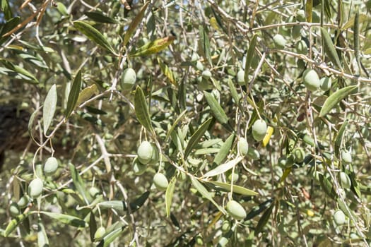 Olives in the tree