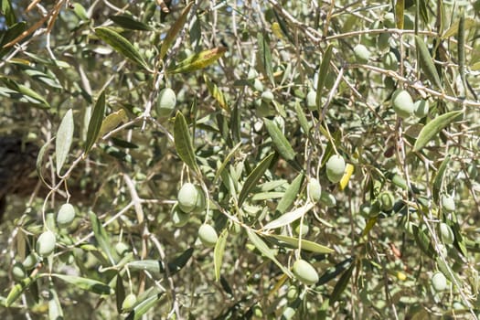 Olives in the tree