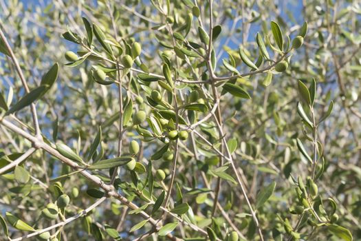 Olives in the olive tree