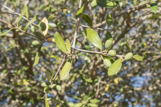 Olives in the olive tree