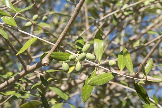 Olives in the olive tree