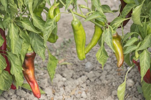 Green pepper growing