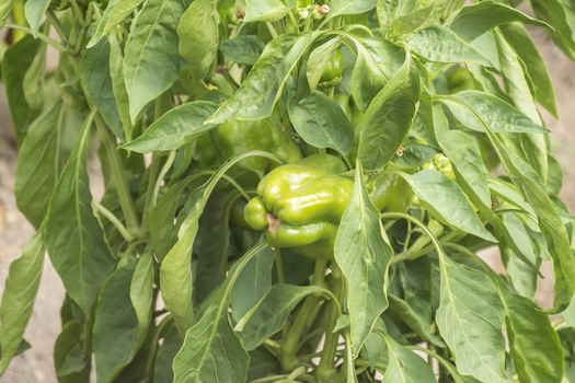 Green pepper growing