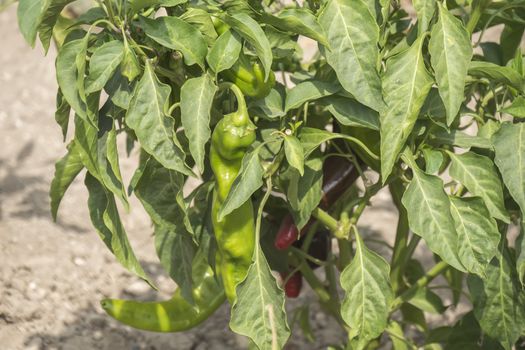 Green pepper growing