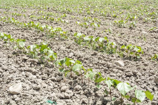 Cotton plant growing