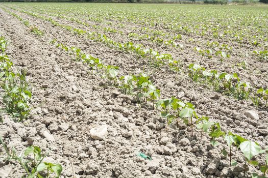 Cotton plant growing