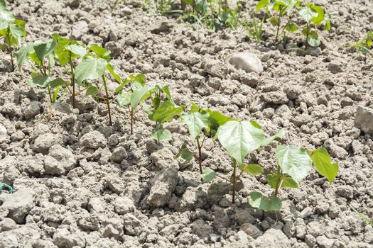 Cotton plant growing