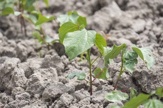 Cotton plant growing, closeup