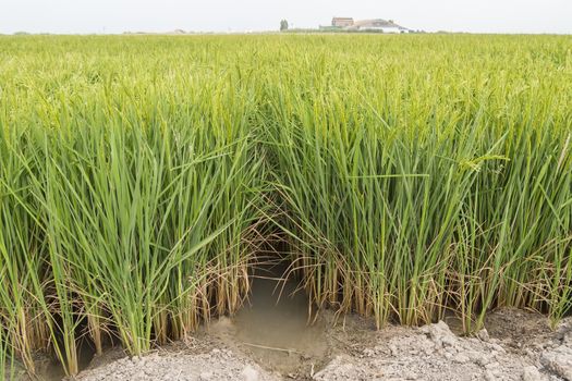  Unripe rice plantation