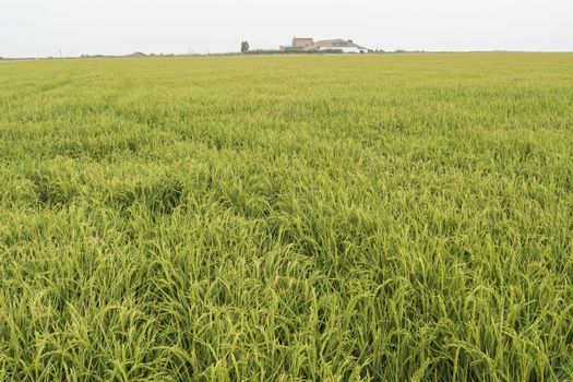  Unripe rice plantation