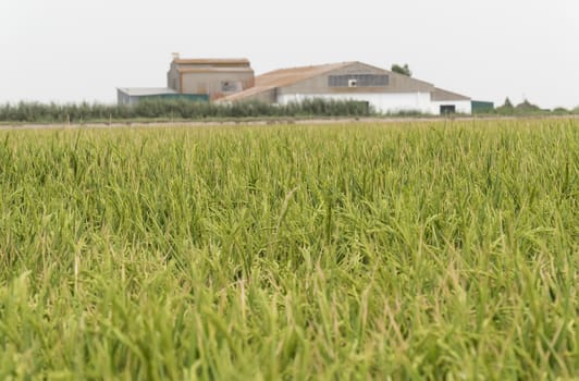  Unripe rice plantation