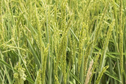  Unripe rice plantation