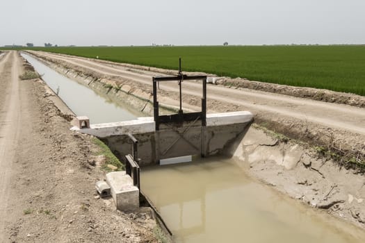 Irrigated rice plantation