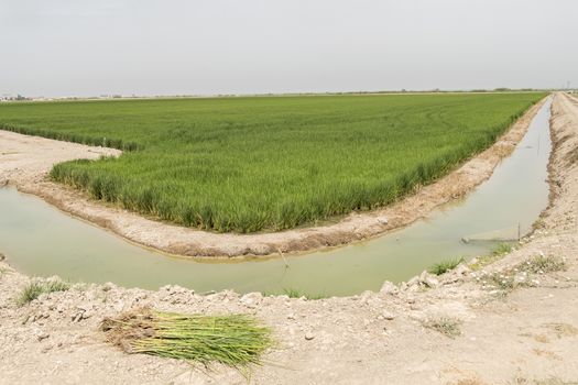 Irrigated rice plantation