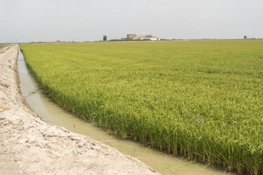  Unripe rice plantation